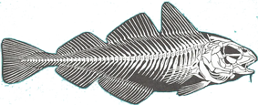 skeleton of a bony fish