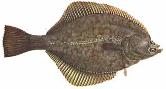 saltwater fish identification, flounder