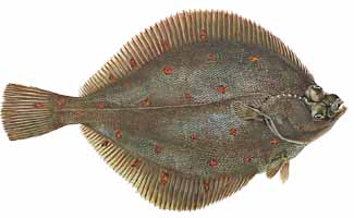 saltwater fish identification, plaice