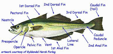 External Parts of a Fish's Anatomy Named and Explained in Words and