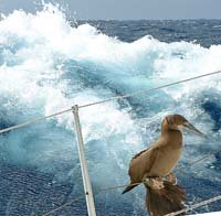 brown booby