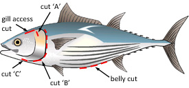 Cleaning and Gutting a Tuna