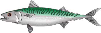 Atlantic mackerel