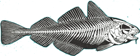 The skeleton of a bony fish