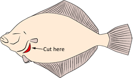 Cleaning a flatfish