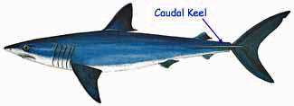Fish keel store