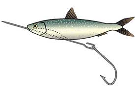 Rigging a sprat for trolling (2)