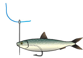 Rigging a sprat for trolling (3)