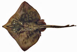 The Common Skate reaches a length of up to 2.5m maximum and weighing well over 100kg