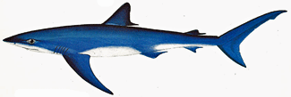 The Blue Shark; Latin name - prionace glauca