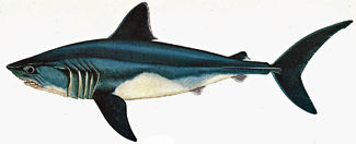 The Porbeagle Shark; Latin name -  lamna nasus