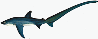 The Thresher Shark; Latin name - alopias vulpinus