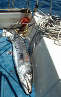 A 50lb baracuda caught from the sailboat 'Alacazam'