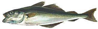 The Coalfish, a fish of the North Atlantic