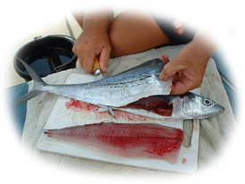 Filleting s Spanish Mackerel