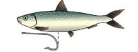 Any fish of the herring family makes a great  trolling bait - providing it's rigged correctly