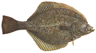 The Flounder, a flatfish of the North Atlantic