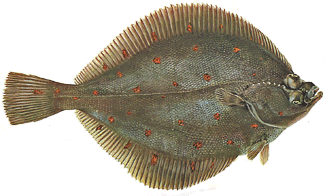 The Plaice, a flatfish of the North Atlantic