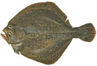 The Turbot, a flatfish of the North Atlantic