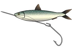 Rigging a sprat for trolling (2)