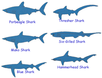Six common types of sharks.