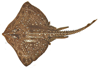 The Thornback Ray feeds on small flatfish, crabs, prawns and sandeels.