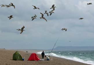 Surf fishing on Chesil Beach in the southwest of England. A great spot for winter cod and summer bass.
