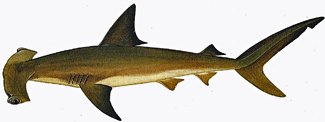 The Hammerhead Shark; Latin name - sphyrna zygaena