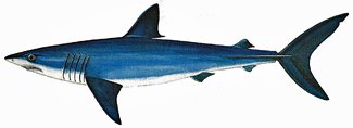 The Mako Shark; Latin name - isurus oxyrynchus