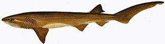 The Six-Gilled Shark; Latin name - hexanchus griseus